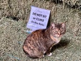 Elkus Ranch cat on hay bale beside sign that reads,