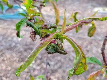 Peach leaf curl on new peach leaves. Jeanette Alosi