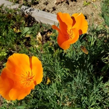 poppy and bee