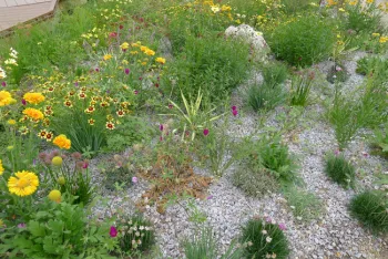 Xeriscape area