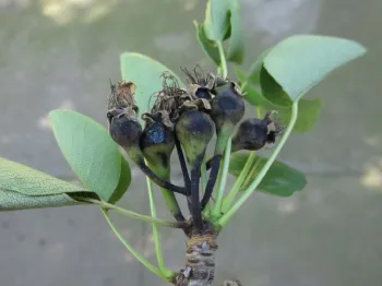 Fire blight on developing pears. Jeanette Alosi