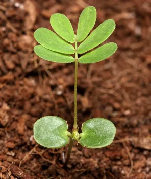 A Mimosa pudica seedling. Photo by Assafn CC BY-SA 4.0.