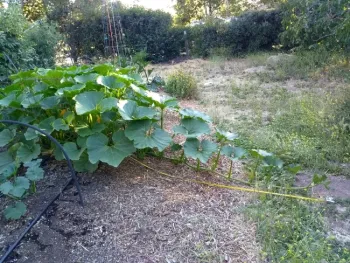 Sweet Mama squash