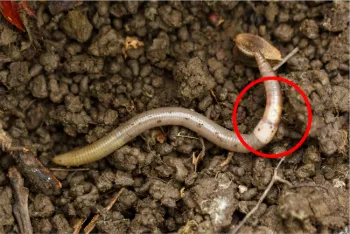 The jumping worm, Amyntha agrestis. The distinctivewhite band (clitellum) around its body near the head is circled. Photo by T. Potterfield, Flickr.