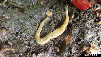 Shovel-headed garden worm, Bipalium kewense. Photo by Whitney Cranshaw, Colorado State, Bugwood.org