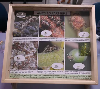 This display,