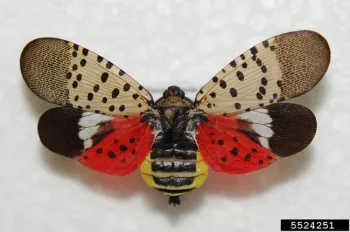 Spotted lanternfly adult. Photo by Pennsylvania Department of Agriculture, Bugwood.org