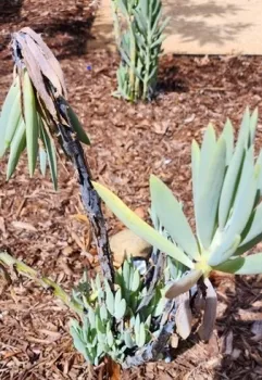 Succulent-1