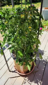 Prairie Fire in tomato cage attached to gazebo, June 21, 2023 Pot has been wrapped with insulation.