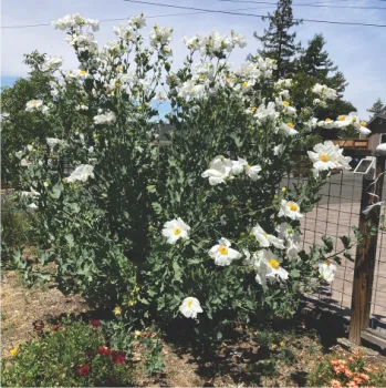 Matilija poppy