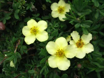 Flower detail