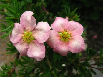 Flower detail