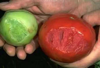 Photo of hornworm damage to a tomato