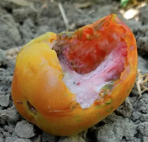 Photo of damage to tomato caused by either rats or squirrels