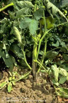 Phytopthora root rot350