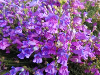 Foothill penstemon 'Margarita Bop'