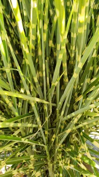 Silver Grass 'Gold Bar'