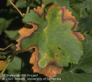 Pierce's disease ID