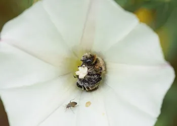 The bindweed turret bee, Diadasia bituberculata, gathering pollen inside a bindweed, also known as a morning glory. (Photo by Rachel Vannette)