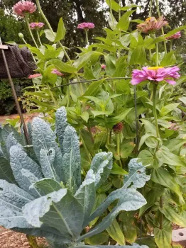 Winter kale and summer zinnias. Jeanette Alosi