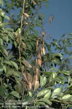 FireBlight