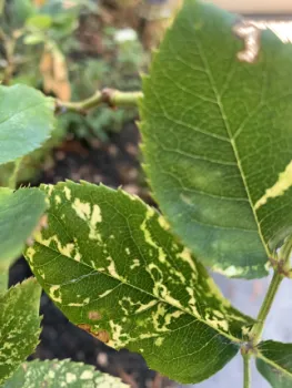 RoseMosaicVirus
