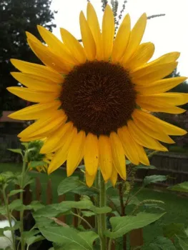 pinterest.com