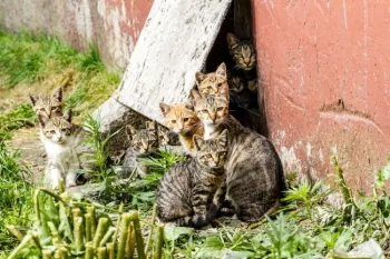 cats