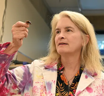 Sharon Lawler examining a male giant water bug with eggs on its back. This is a member of the Belostomatidae family. They are also known as toe-biters. (Photo by Kathy Keatley Garvey)