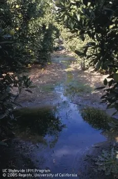 ponding in orchard