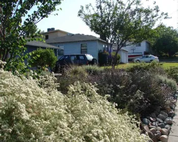 A mini hedgerow incorporating a number of native plants. Eve Werner
