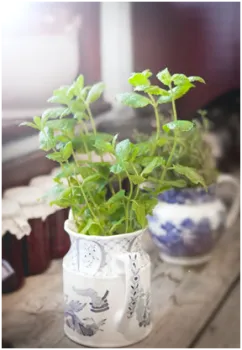 Herbs02