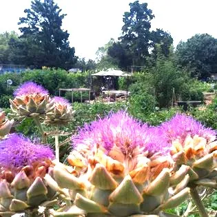 Gehringer Community Garden in Concord - Courtesy Gehringer Garden