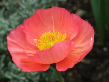 Plant Iceland poppy transplants now for stand-out spring flowers. (Photo: Pxhere)