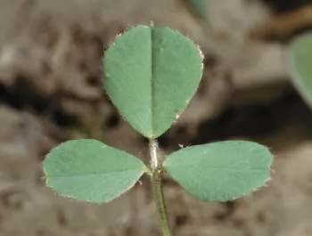 Alfalfa seedling photo by Jack Kelly Clark