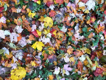 Leaves 2