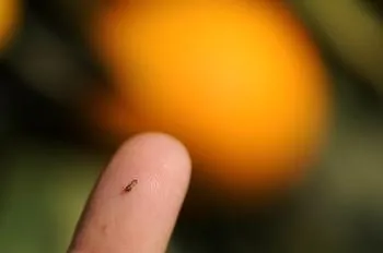 Las ninfas del psílido asiático de los cítricos excretan túbulos cerosos.