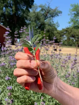 Learn to propagate plants from shoots like this in the Propagation Workshop this March. Laura Kling