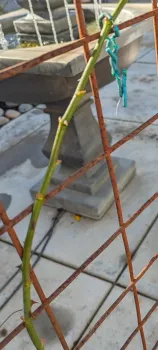 Climbing rose cane
