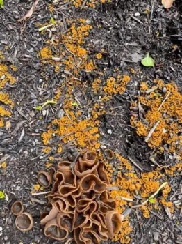 fungi-1