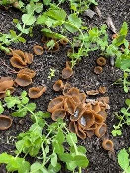 fungi-2