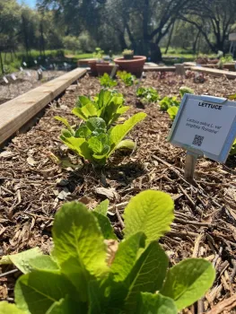 Bed #10 Edible Garden