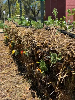 Bed #11 Straw Bale