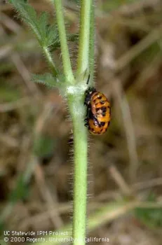 ConvergentLadyBeetlePupae_JackKellyClarkUCIPM