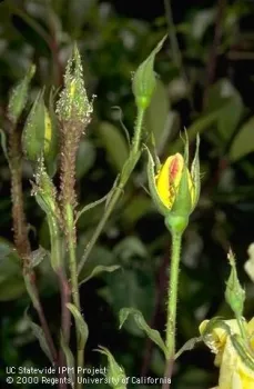 Manage aphids without pesticides by regularly spraying them off with a strong stream of water. (Photo: UC IPM)