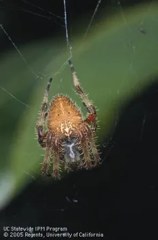 orb spider carp