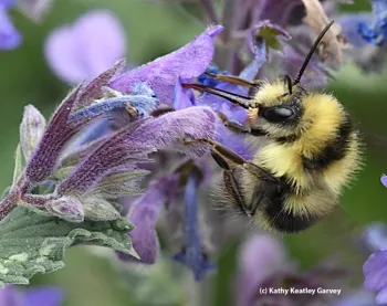 Yellow and black bumble bee on a purple flower.