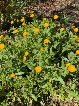 Field Marigold