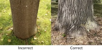 The root flare should show at the soil line. Left by David Snow, Michigan Extension, right by Sarah Browning, Nebraska Extension