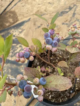 Blueberries